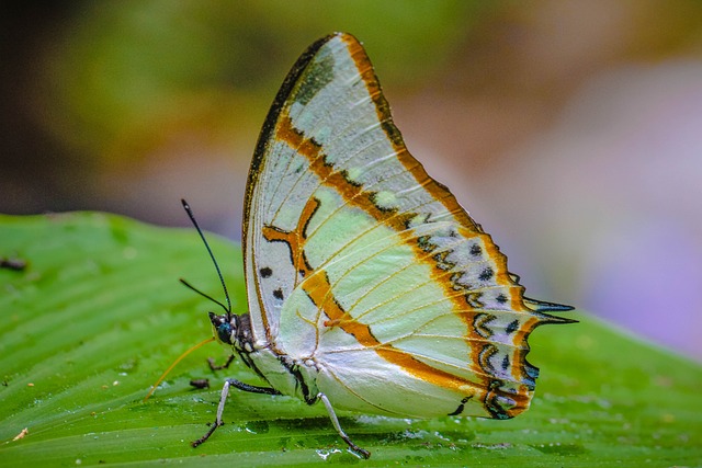 motyl na liściu – angielski leksykon bezkręgowców